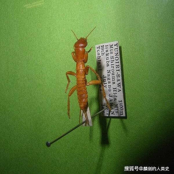 九游官方入口-の中文是什么意思